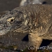 dragon_komodo_hsb_rinca_h_1149_kom2928.jpg